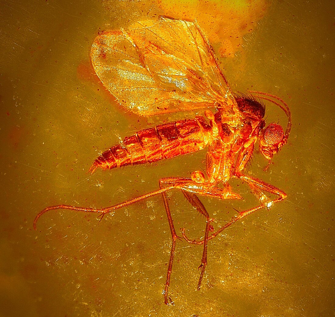 Fungus gnat in amber,macrophotograph