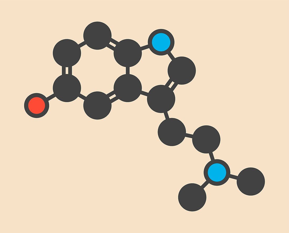 Bufotenin psychedelic toad molecule