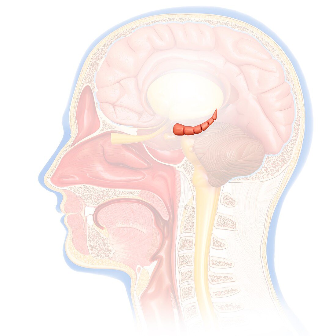 Hippocampus in human brain,illustration