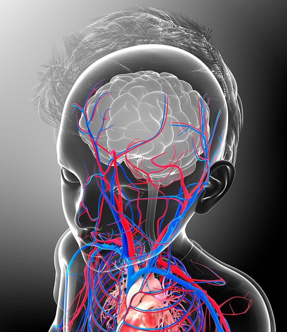 Child's brain blood supply,illustration