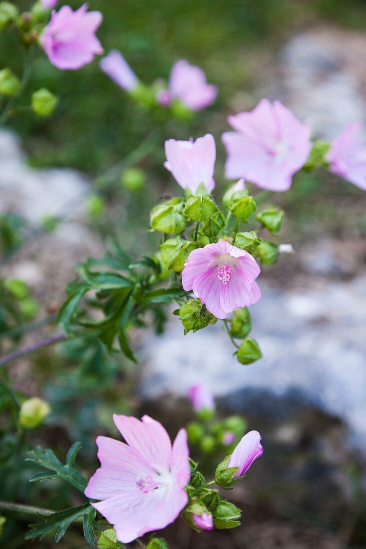 Pink alpine flowers