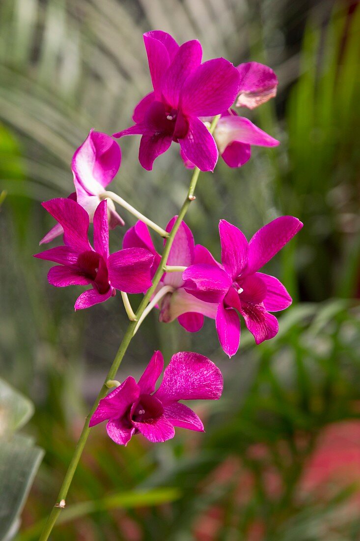 Pink flowers