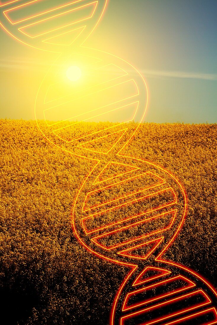 Field with DNA,illustration