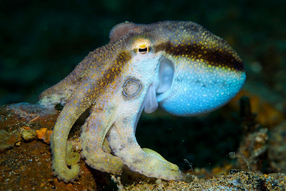 A poison ocellate octopus