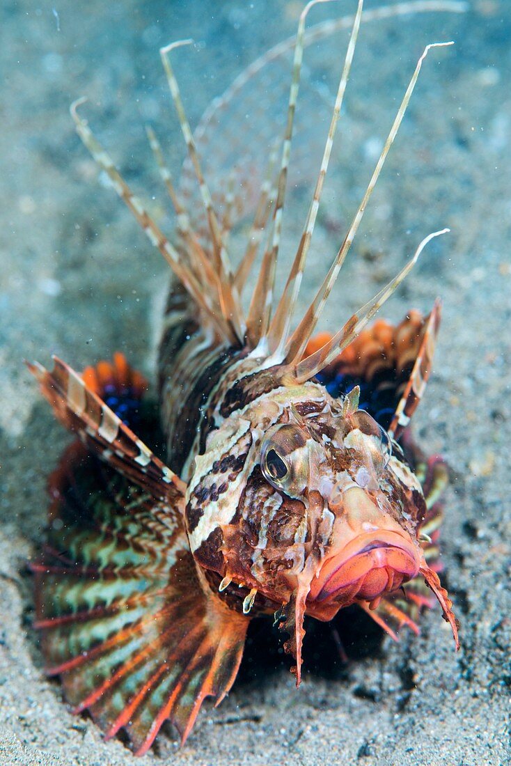 A gurnard lionfish