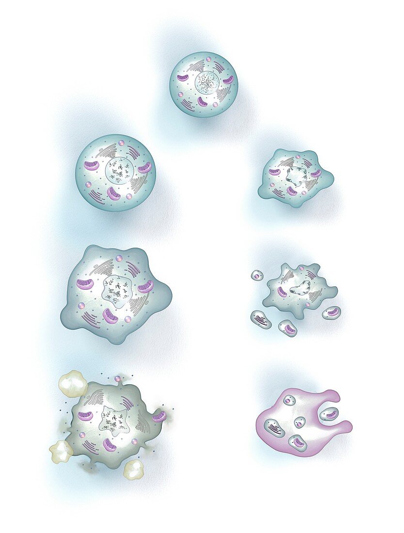 Necrosis and apoptosis,illustration