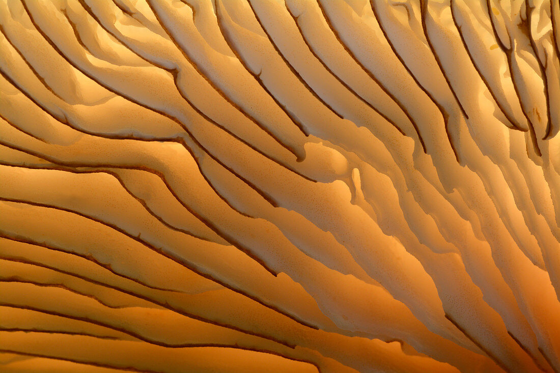 Fungus gills abstract