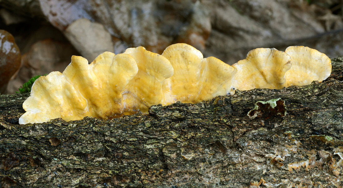 Yellowing curtain crust