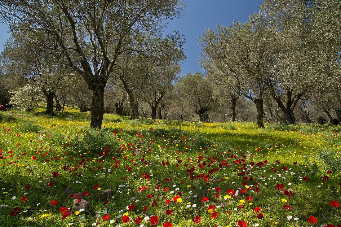 Spring flowers in olive grove
