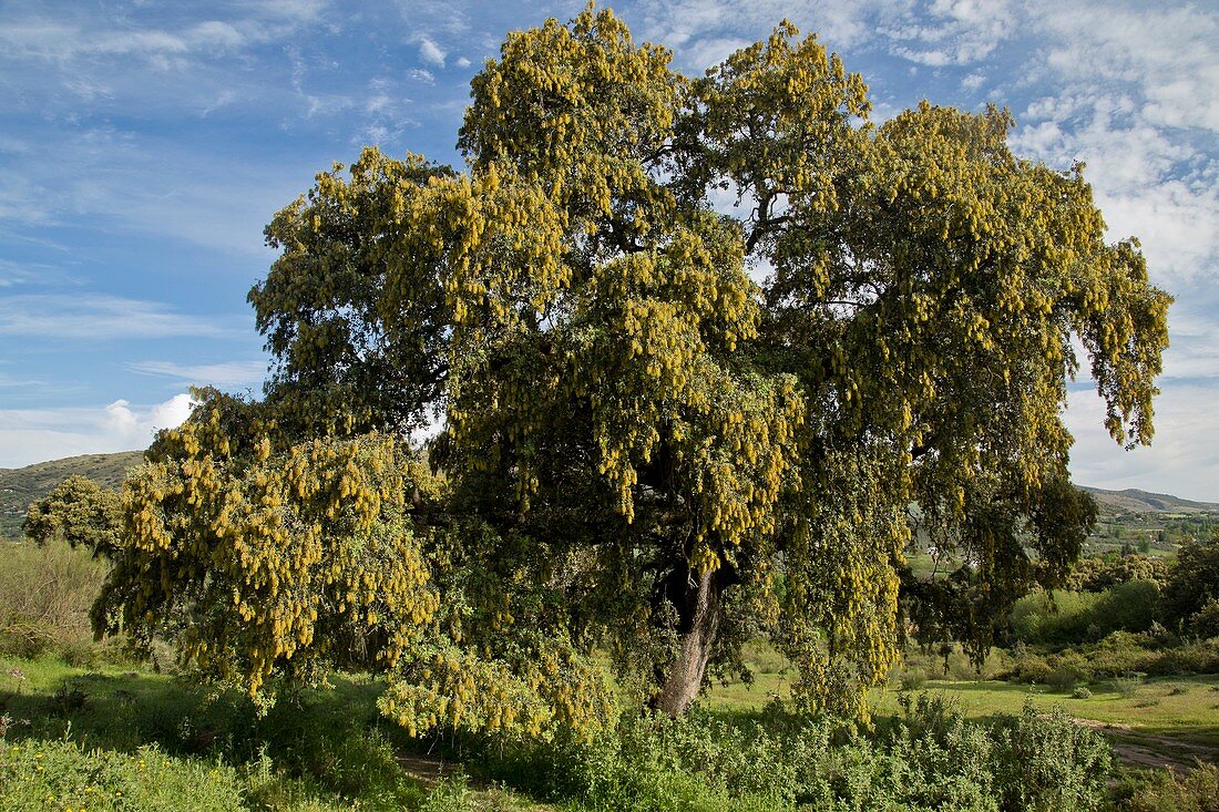 Holm oak (Quercus rotundifolia) in flower