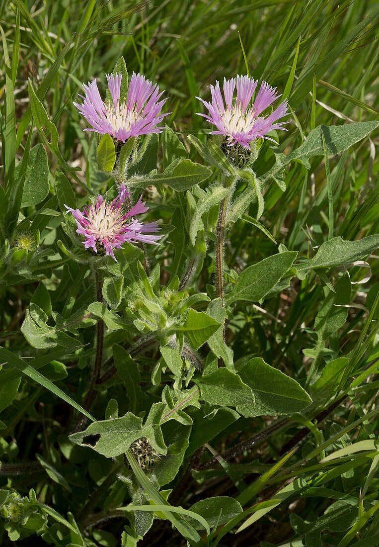 Southern knapweed (Centaurea pullata)