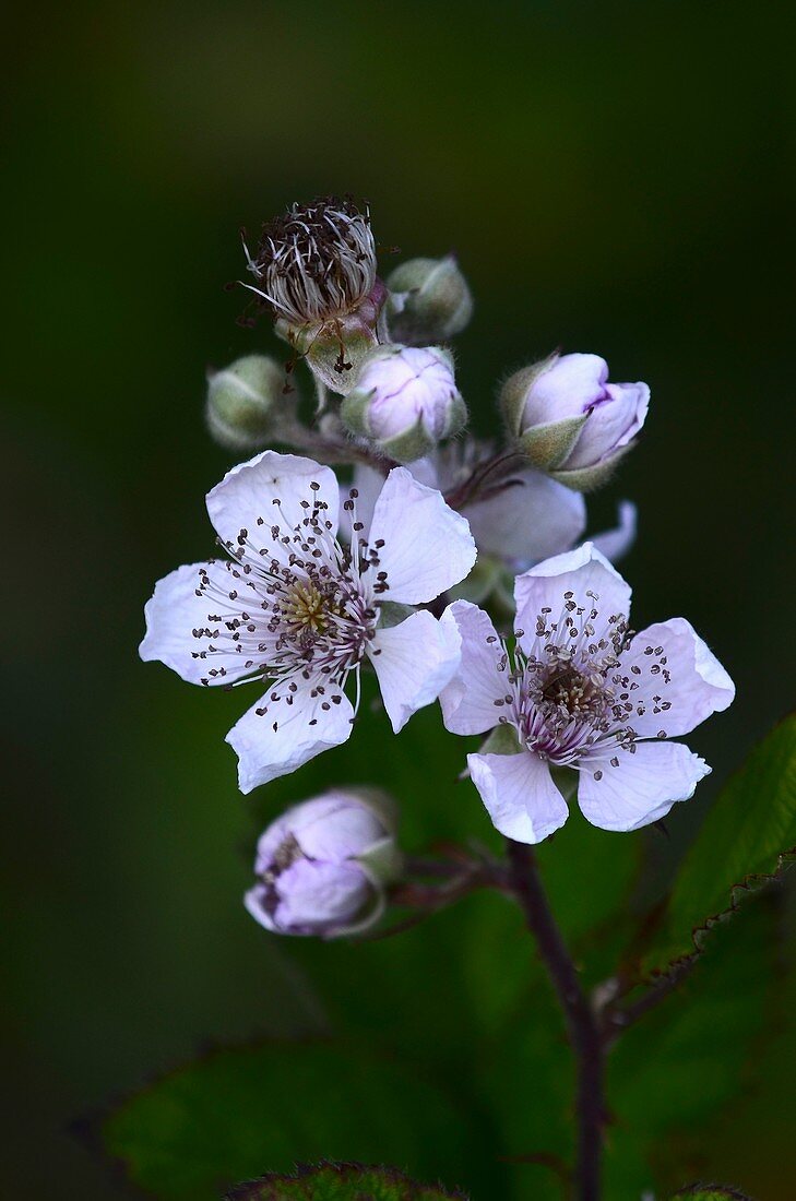 Blackberry (Rubus sp.) bush in flower