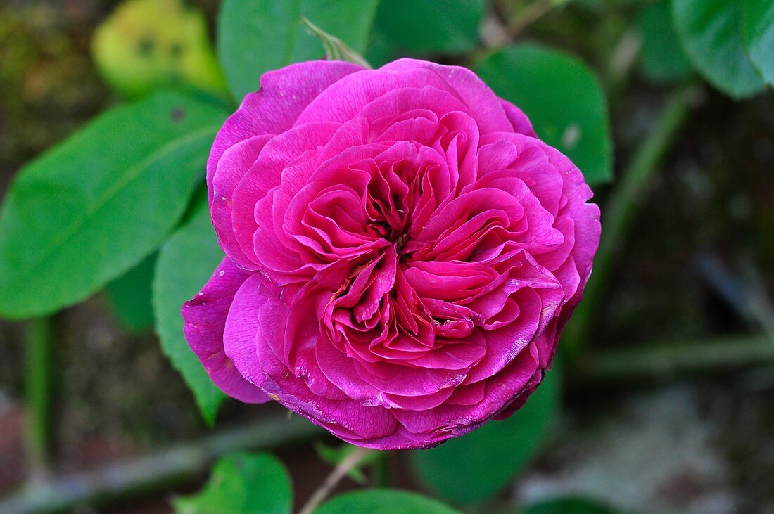 Rose (Rosa 'Gertrude Jekyll')