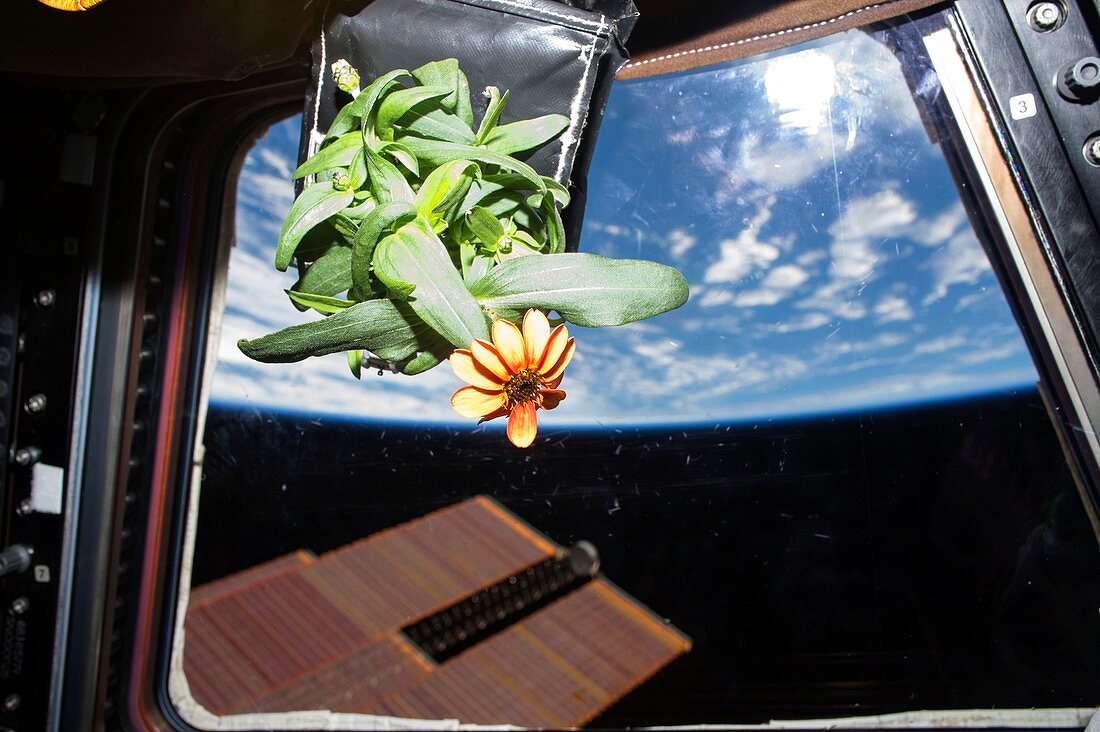 Horticulture experiment on the ISS,2016