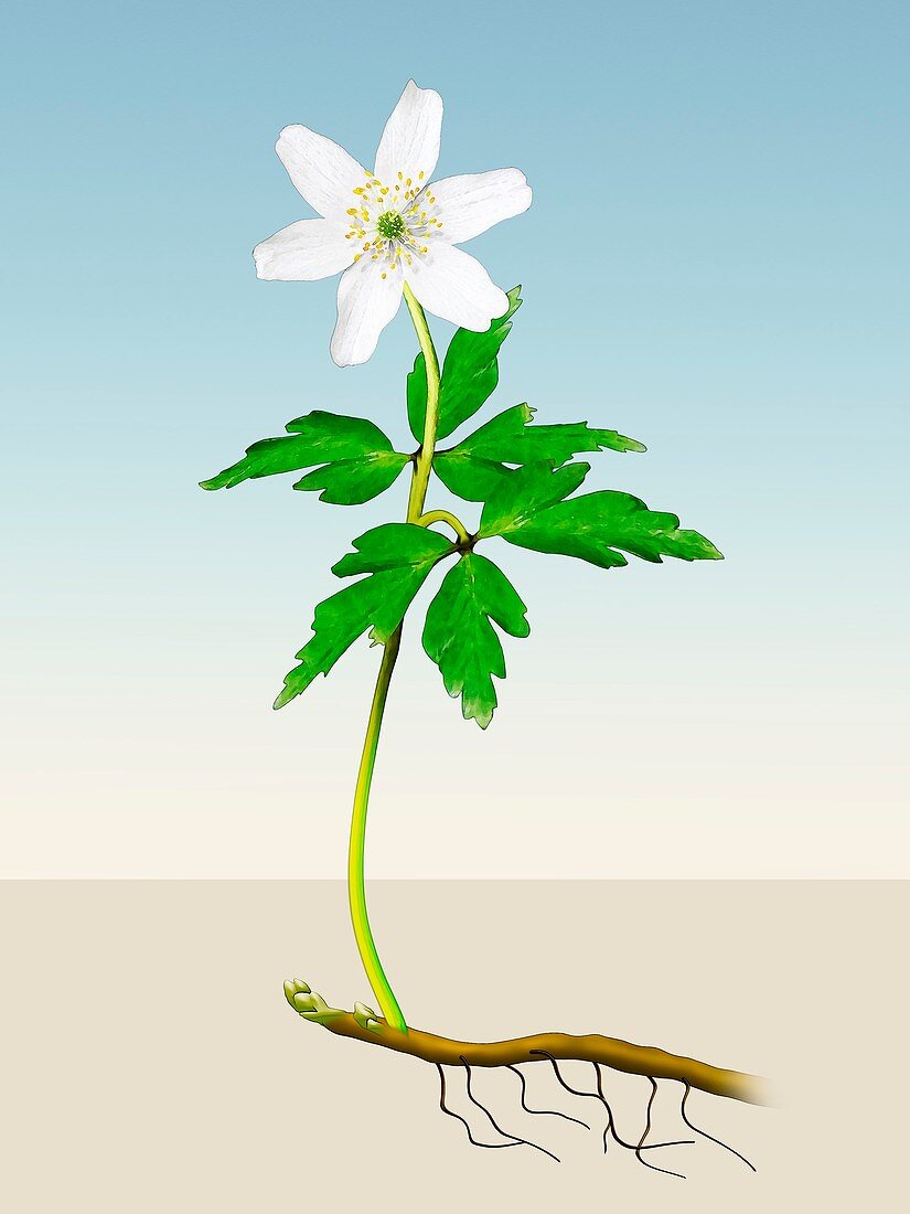 Anemone nemorosa growth,illustration