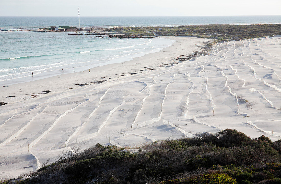 Sand dune rehabilitation,South Africa