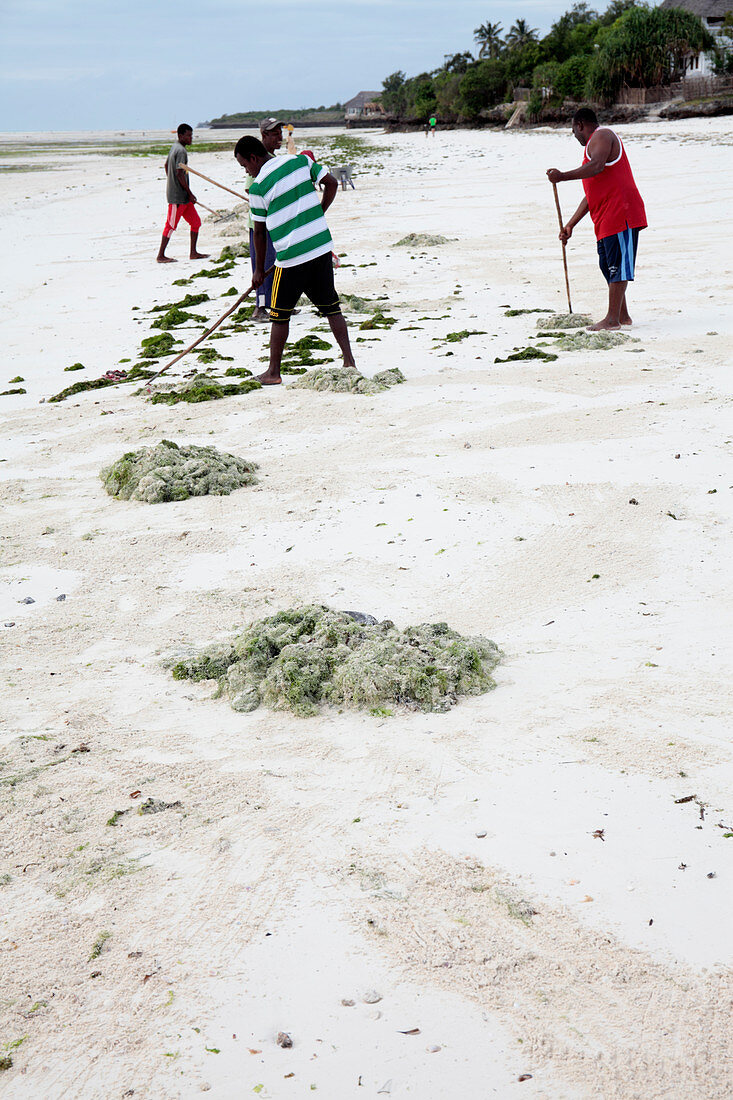 Clearing seaweed,Zanzibar