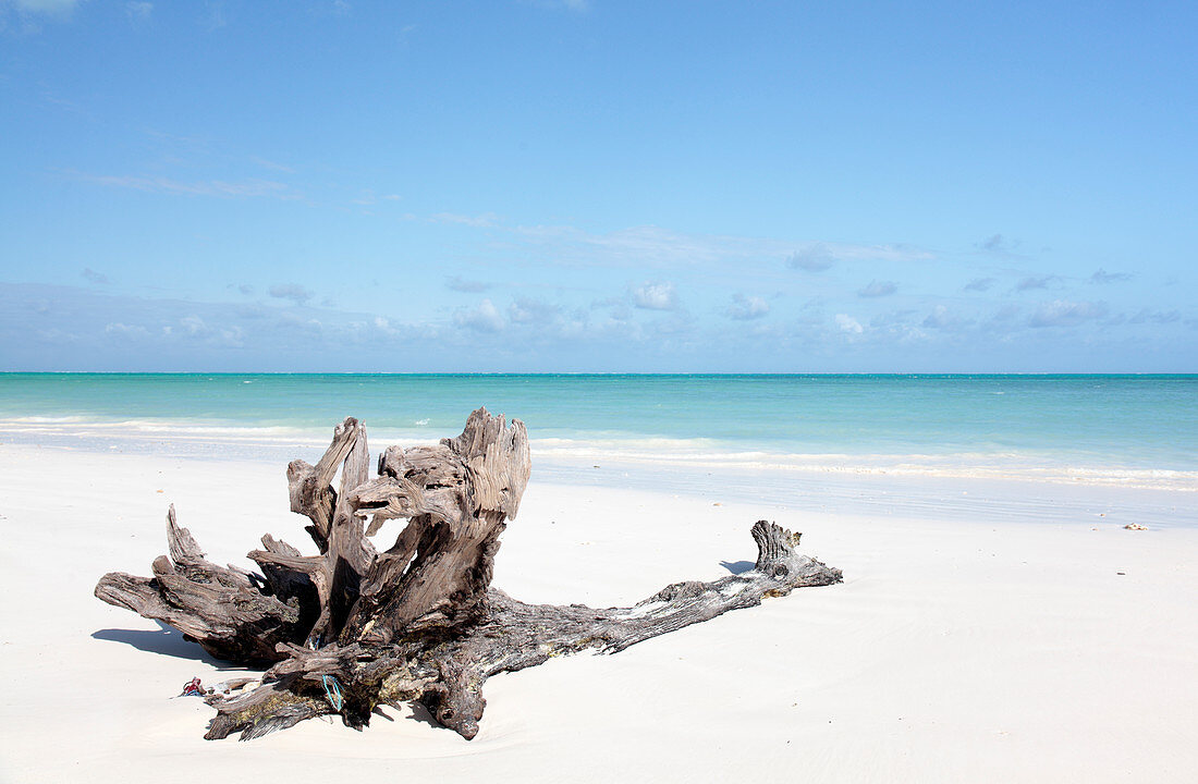 Drift wood on a beach,Zanzibar