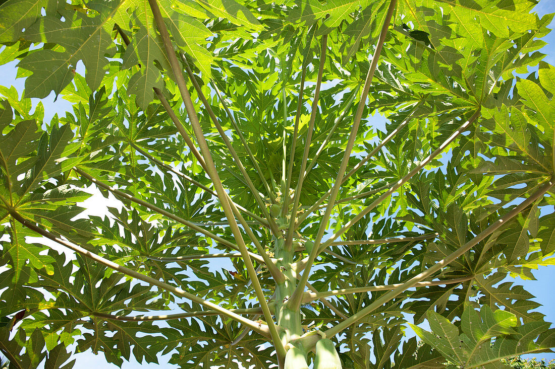 Papaya (Carica papaya) tree