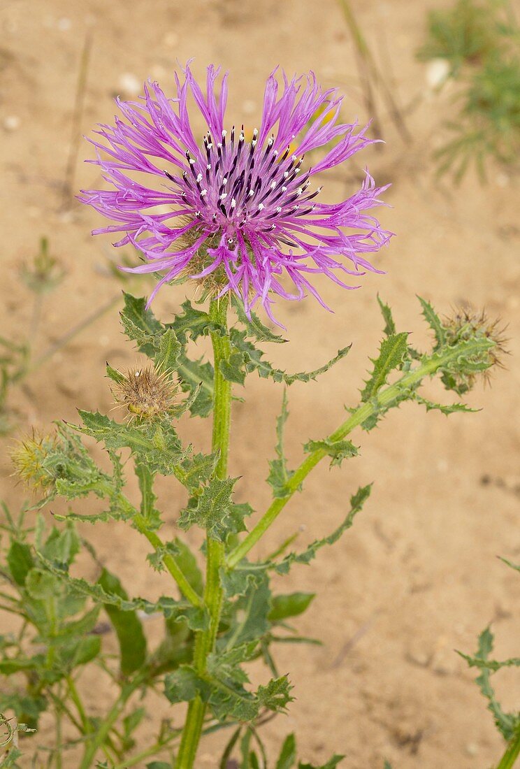 Knapweed (Centaurea sphaerocephala)