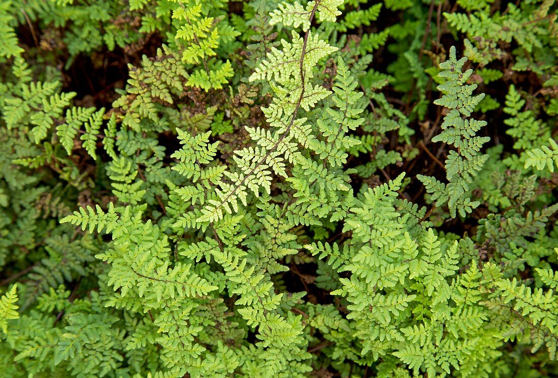 Lip fern (Cheilanthes acrosticha)