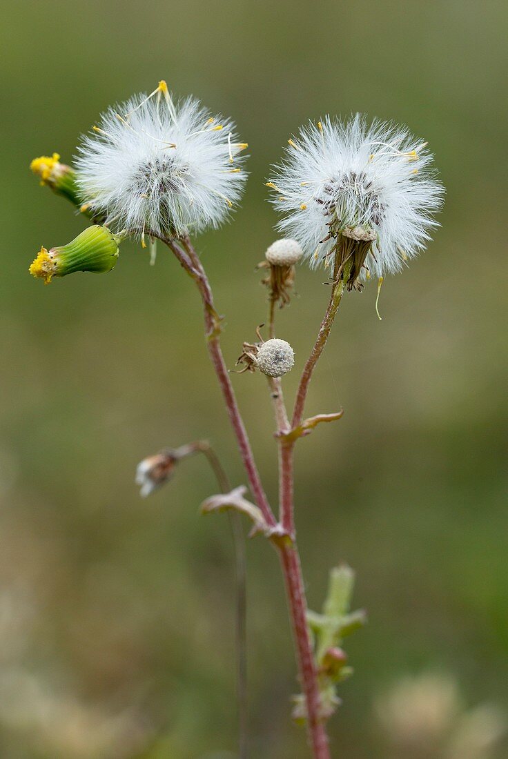 Senecio vulgaris flowers and seed heads