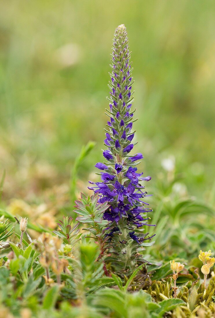 Spiked Speedwell (Veronica spicata)