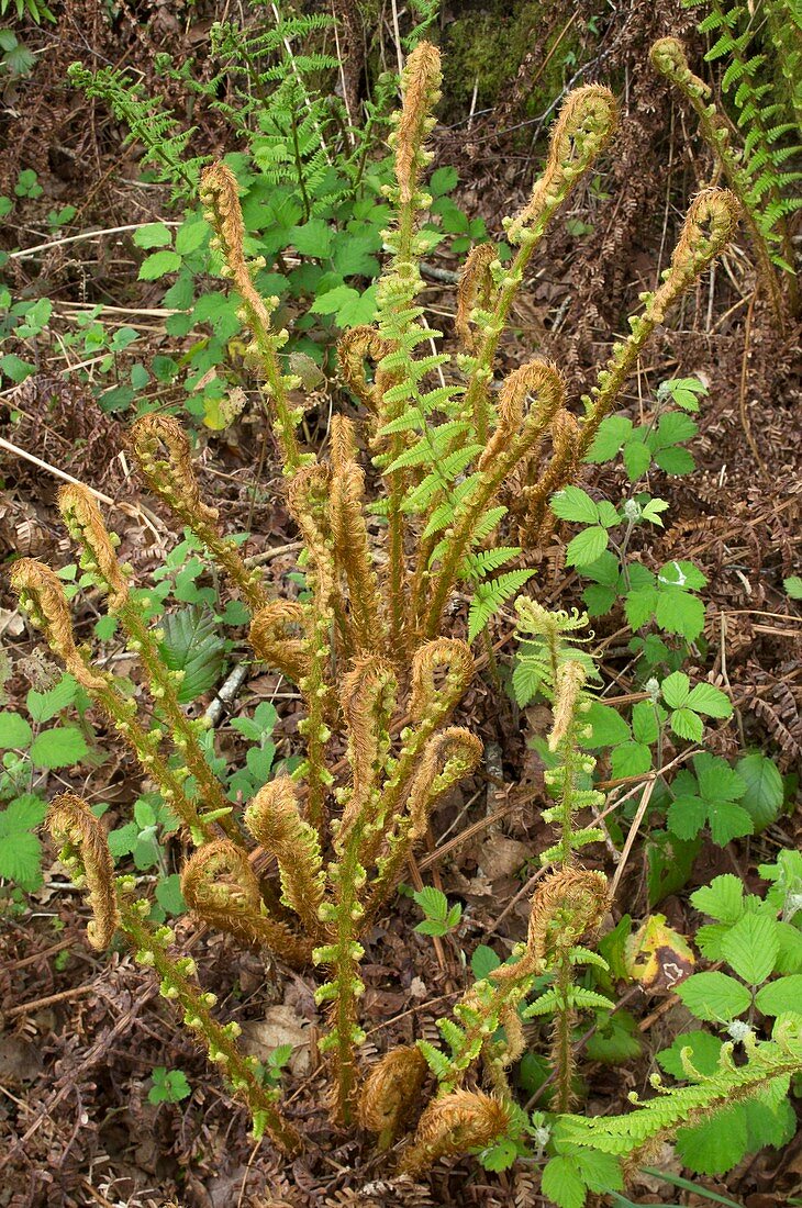 Male fern (Dryopteris affinis affinis)