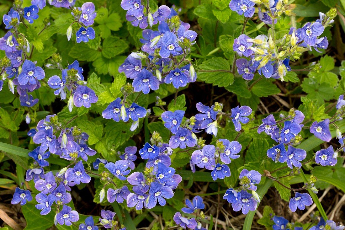 Germander speedwell (Veronica chamaedrys)