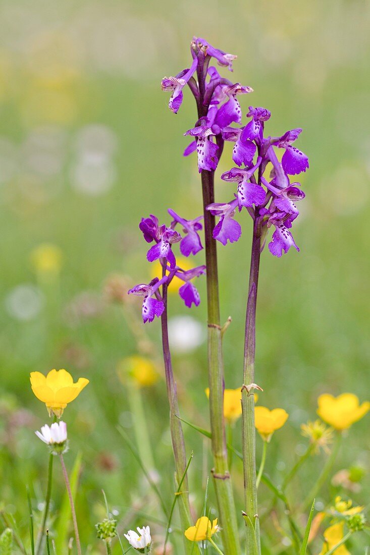 Orchids and buttercups in flower
