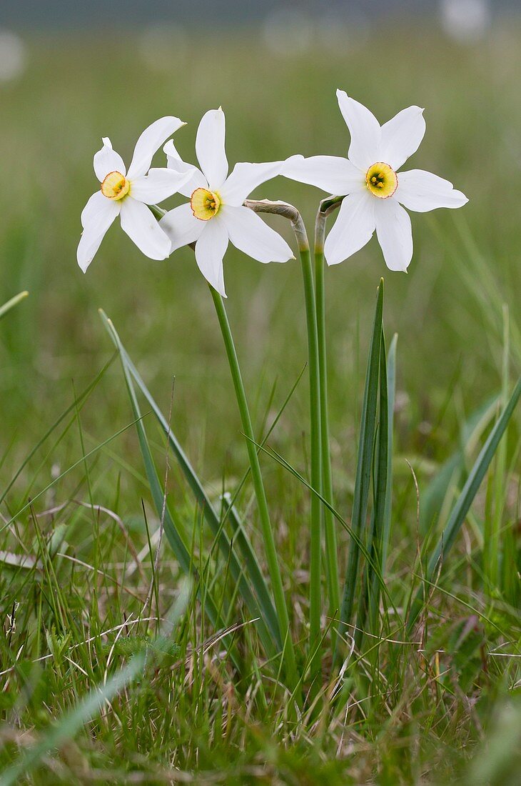 Narcissus (Narcissus poeticus)