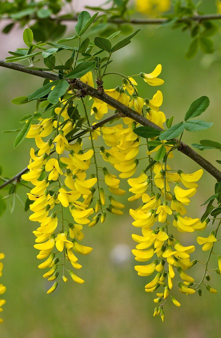 Wild laburnum (Laburnum anagyroides)