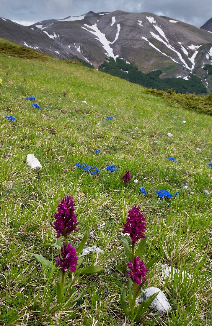 Flowery alpine grassland,Monti Sibillini