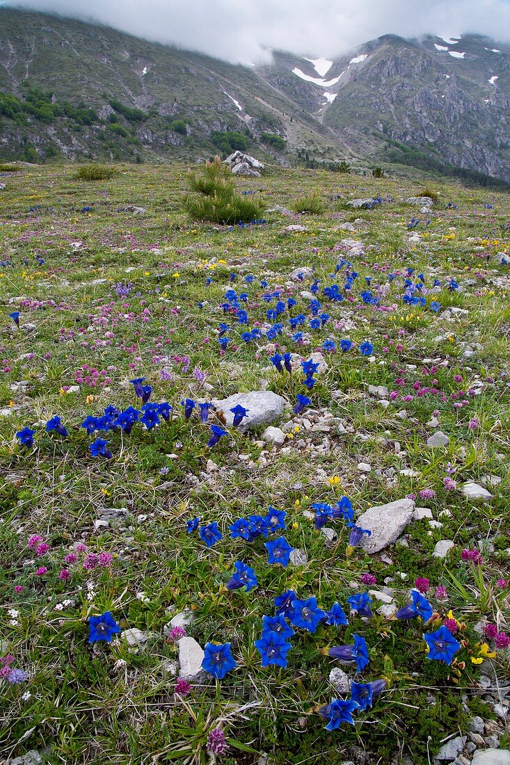 Trumpet gentians (Gentiana dinarica)