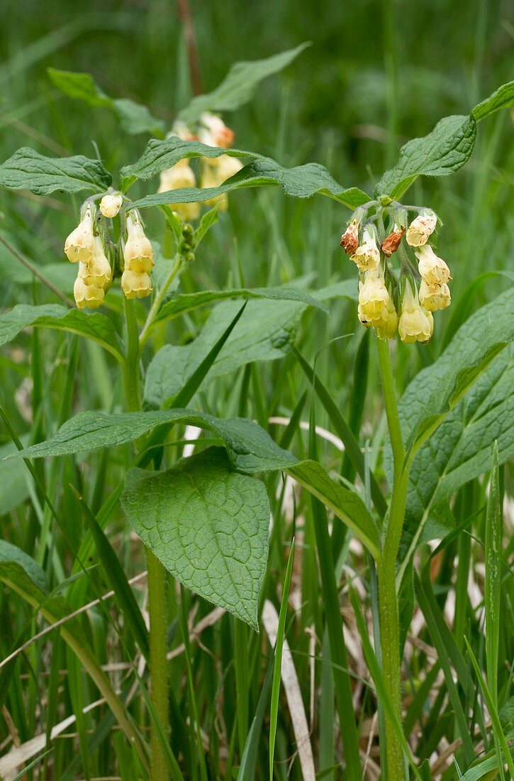 Tuberous comfrey (Symphytum tuberosum)