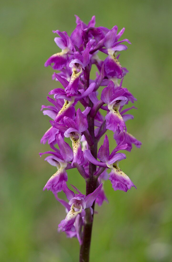 Hybrid orchid (family Orchidaceae)