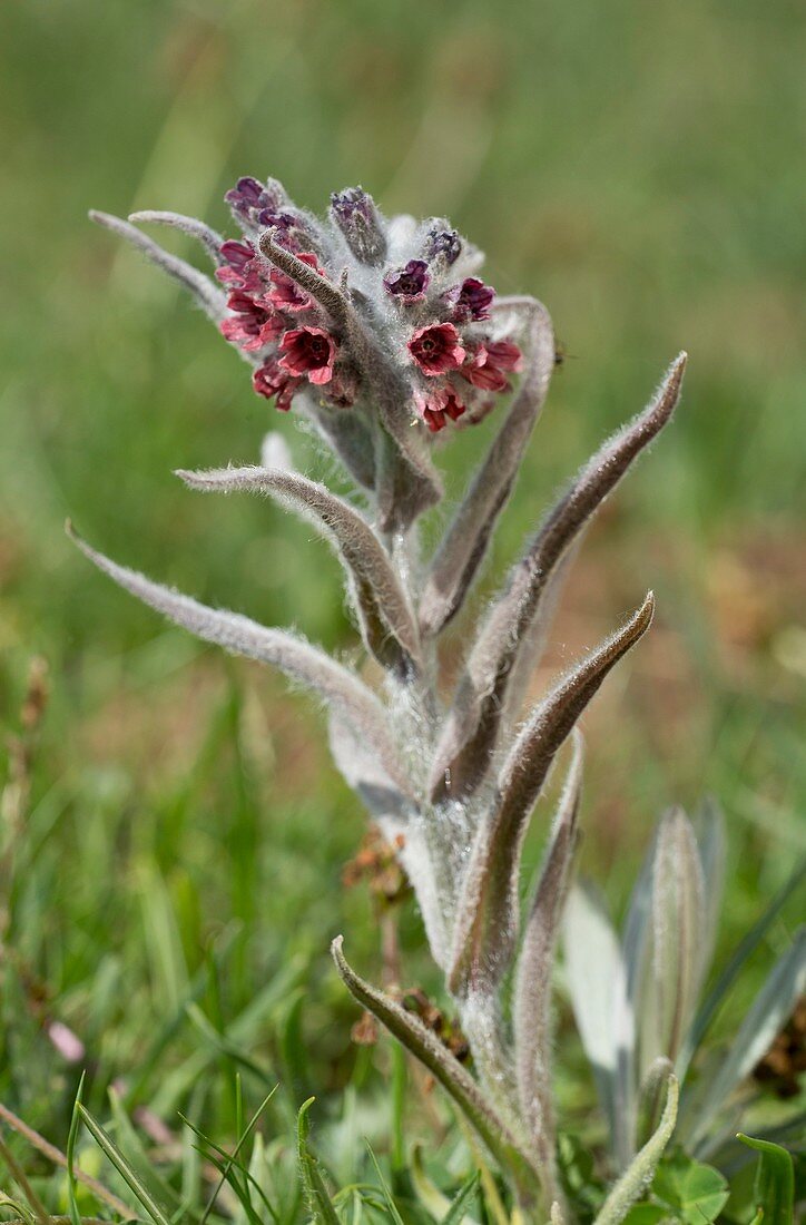 Houndstongue (Cynoglossum majellense)