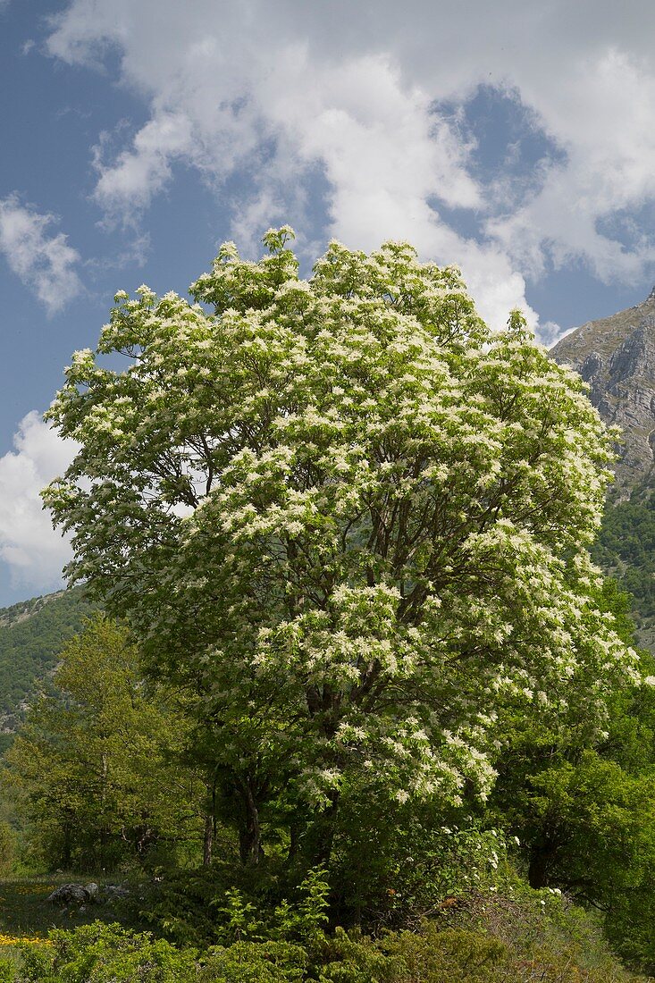 Manna ash (Fraxinus ornus) tree in flower