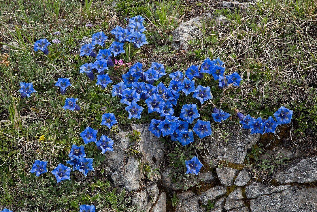 Trumpet gentian (Gentiana ligustica)