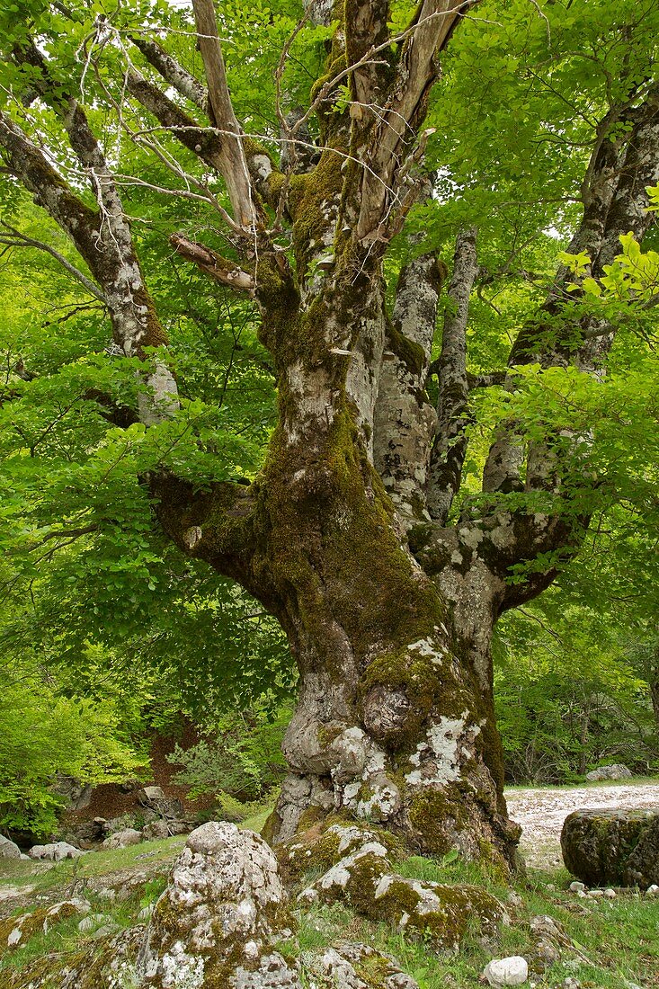 Pollarded beech (Fagus sylvatica) tree