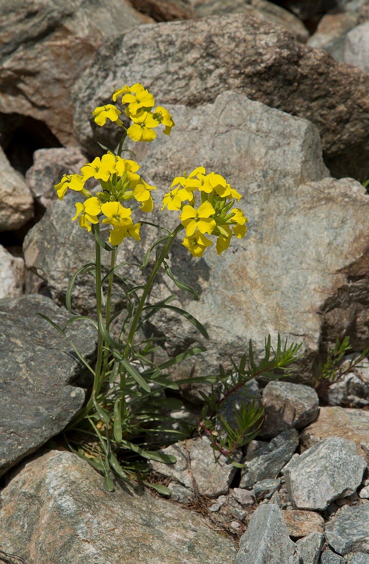 Coincya richeri in flower