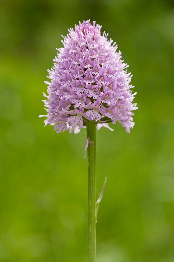Orchid (Traunsteinera globosa) in flower
