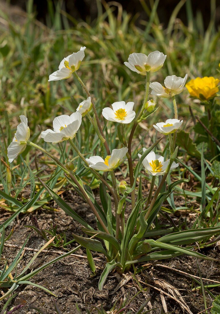 Pyrenean buttercup (Ranunculus keupferi)