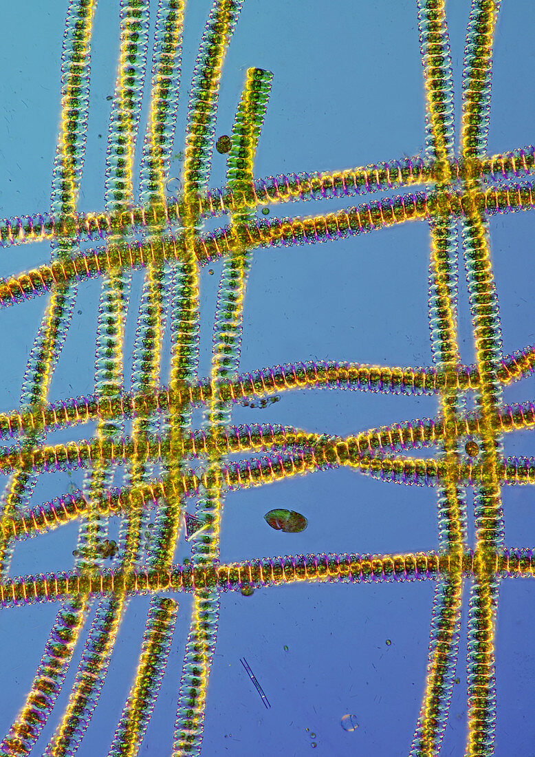 Desmidium swartzii,light micrograph