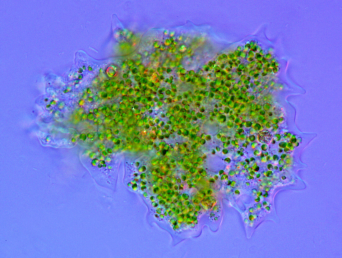 Amoeba with algae,light micrograph