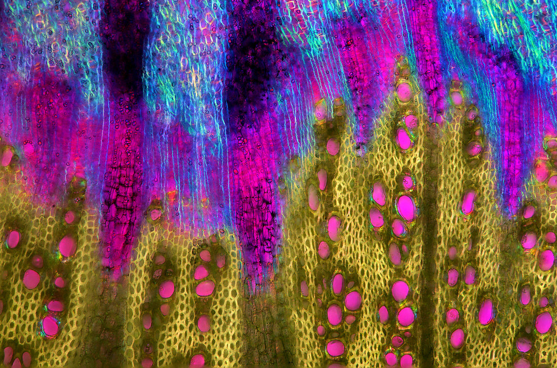 Wild cabbage stem,light micrograph