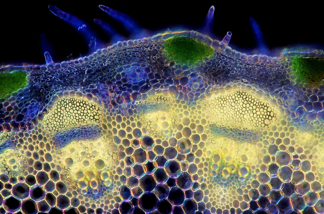 Cosmos flower stem,light micrograph