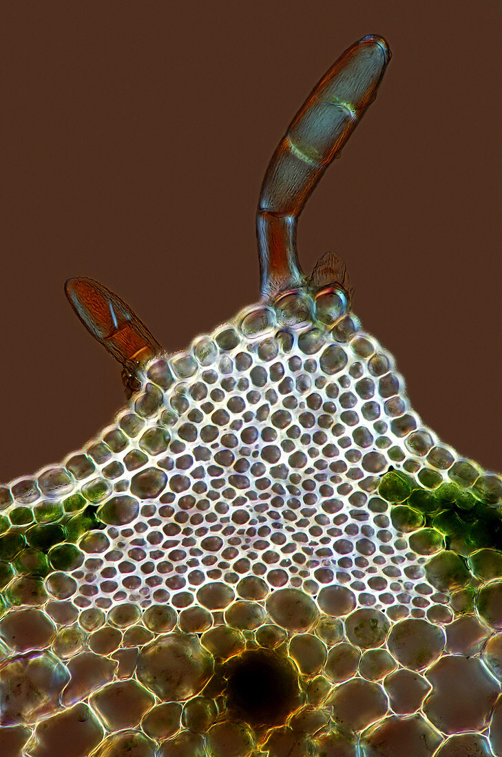 Trichomes,light micrograph