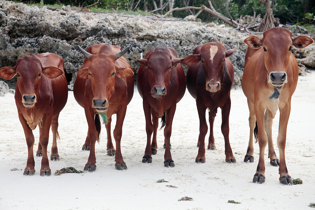 Zebu cows on a beach
