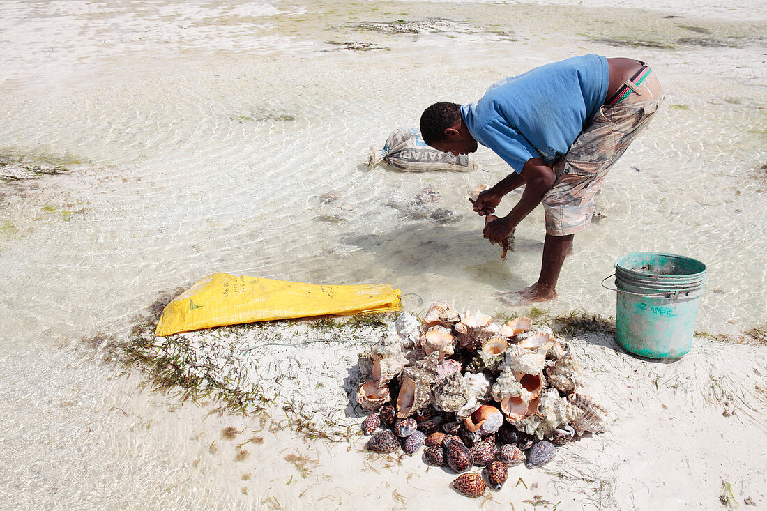 Man preparing seashells for sale